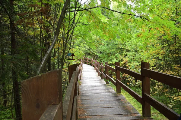 green corridor, wooden path, path in the forest, Park, walk under the shade of greenery, nature, trees, autumn