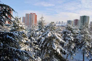 Ankara 'nın Cayyolu ilçesinde kış aylarında mavi ve bulutlu gökyüzüne karşı bir mahallede karla kaplı çam ağaçlarının panoramik manzarası