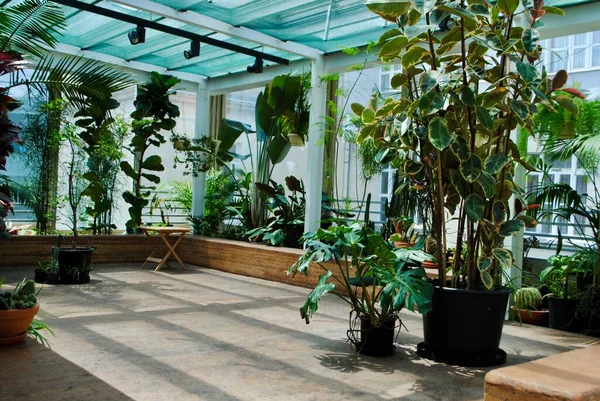 İstanbul hindisi. Mayıs 2019. Salt Galerisi 'ndeki yeşil bahçe. İstanbul 'da özel bir çağdaş sanat kurumu. 