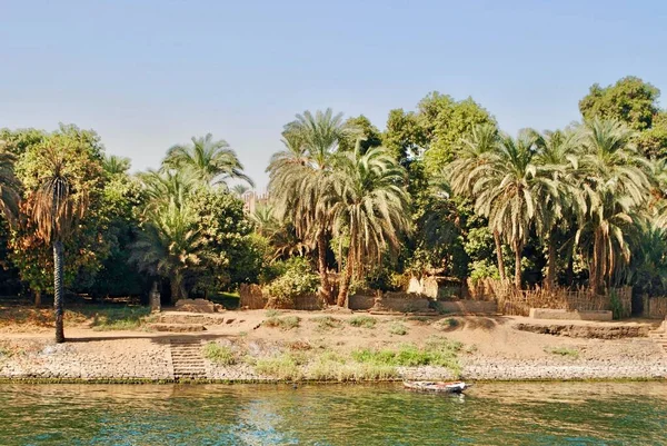 Mısır. Nil 'in nehir kıyısında kürek teknesi ve palmiye ağaçları var. Aswan 'dan Luxor' a. 