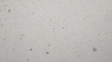 Devasa kar taneleriyle kar yağışı. Moskova, Rusya.