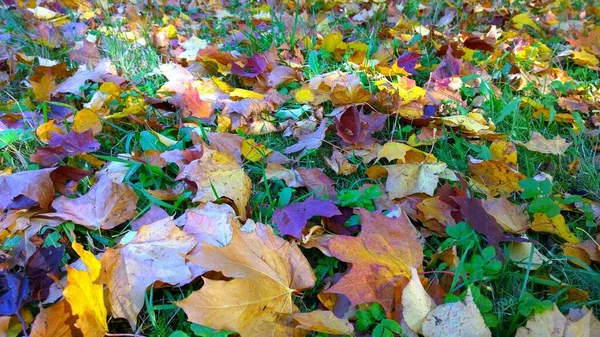Outono Dourado Colorido Parque Tapete Cor Laranja Amarelo Brilhante Folhas — Fotografia de Stock