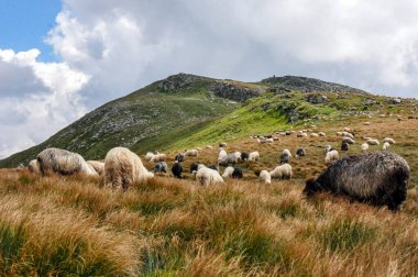 Dağlarda Karpat koyunları 