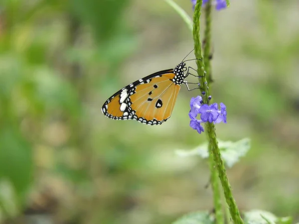 Güzel Kelebek Kapanış Fotoğrafları — Stok fotoğraf