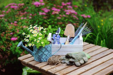 garden work still life in summer. Camomile flowers, gloves and toold on wooden table outdoor in sunny day with flowers blooming on background. clipart