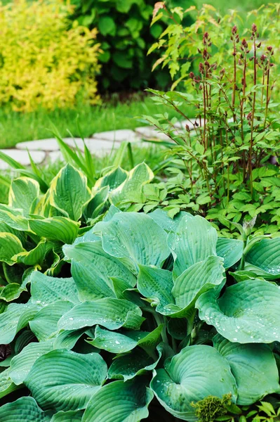 Διαφορετικές Hostas Φυτεμένο Astilbe Μικτά Σύνορα Κήπων Ανεκτικό Στη Σκιά — Φωτογραφία Αρχείου