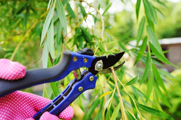 Κοπή Δέντρου Ιτιών Secateurs Καλοκαίρι Εποχική Εργασία Στον Κήπο — Φωτογραφία Αρχείου