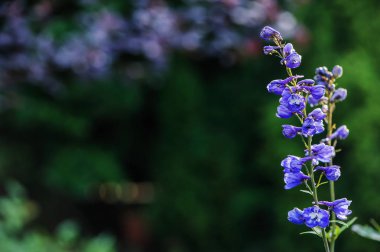 Delphinium closeup yaz bahçesinde çiçeklenme. Güzel mavi çiçekli çok yıllık bitkiler büyüyen
