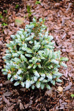 Abies koreana Kohouts Buzkıran, Simli curvy iğneler ile Kore göknarı, yeni cüce Tarõmõn