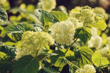 su damlaları ile yaz bahçesinde ortanca paniculata bush
