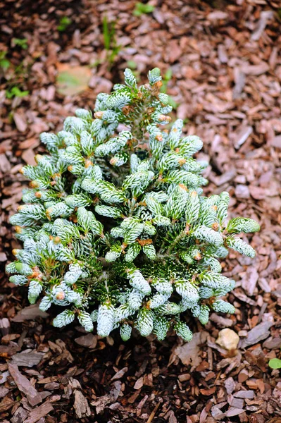 Abies Koreana Kohouts Icebreaker New Dwarf Cultivar Korean Fir Silvery — Stock Photo, Image