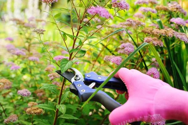 Aparar Arbusto Spirea Japonica Após Floração Trabalho Jardim Sazonal Verão — Fotografia de Stock