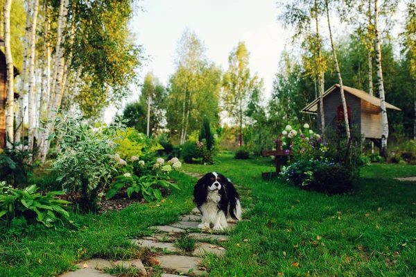 Land Trädgården Med Trähus Sten Väg Gräsmatta Och Perenner — Stockfoto