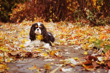 yere marple ağacın altında oturan spaniel köpek kurutulmuş yaprakları dolu. Bahçedeki geç sonbaharda