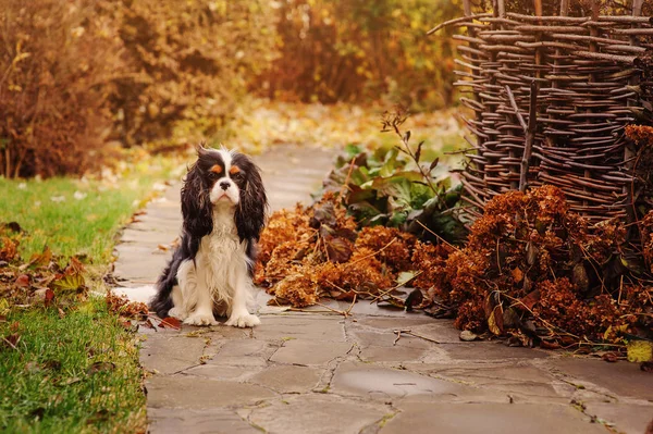 Spaniel Cão Andando Jardim Novembro Vista Final Outono Com Cerca — Fotografia de Stock