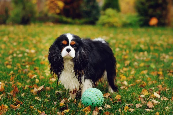 Happy Miniaturní Knírač Psa Hrát Míčem Hračku Podzimní Zahradě — Stock fotografie