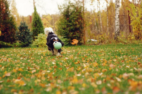 Happy Cavalier King Charles Spaniel Dog Playing Toy Ball Autumn — Stock Photo, Image