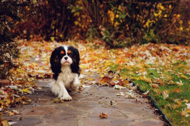 yere marple ağacın altında oturan spaniel köpek kurutulmuş yaprakları dolu. Bahçedeki geç sonbaharda