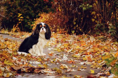 yere marple ağacın altında oturan spaniel köpek kurutulmuş yaprakları dolu. Bahçedeki geç sonbaharda