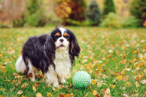 Feliz Cavaleiro Rei Charles Spaniel Cão Brincando Com Bola Brinquedo — Fotografia de Stock