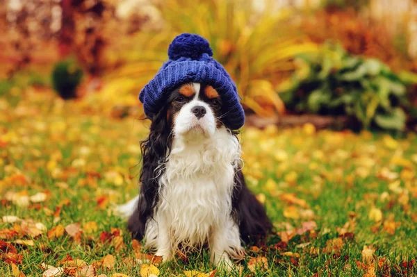 Legrační Miniaturní Knírač Pes Sedí Pletené Čepici Procházku Podzimní Zahradě — Stock fotografie
