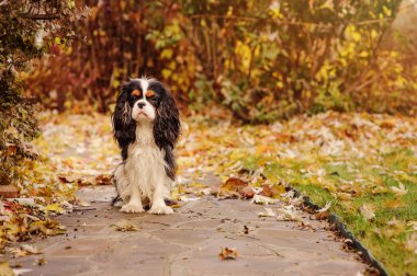 yere marple ağacın altında oturan spaniel köpek kurutulmuş yaprakları dolu. Bahçedeki geç sonbaharda