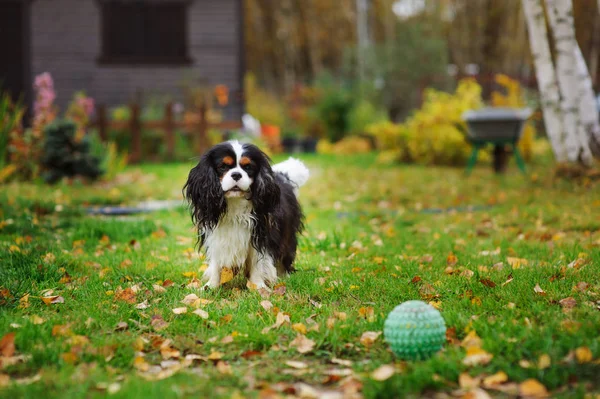 Happy Cavalier King Charles Spaniel Dog Playing Toy Ball Autumn — Stock Photo, Image