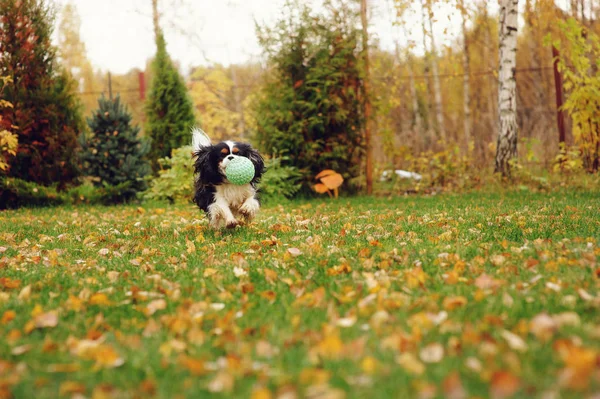 Gelukkig Cavalier King Charles Spaniel Hond Spelen Met Speelgoed Bal — Stockfoto