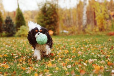 sonbahar bahçe oyuncak top ile oynayan mutlu cavalier king charles spaniel köpek