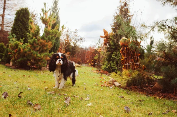 Spaniel Dog Walking November Garden Late Autumn View Conifer Lawn — Stock Photo, Image