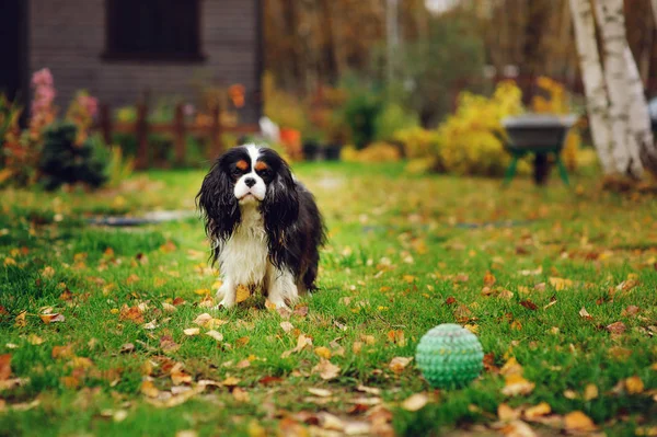 Játék Játék Labda Őszi Kertben Boldog Cavalier King Charles Spániel — Stock Fotó