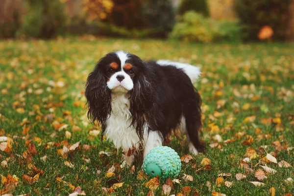 Happy Miniaturní Knírač Psa Hrát Míčem Hračku Podzimní Zahradě — Stock fotografie