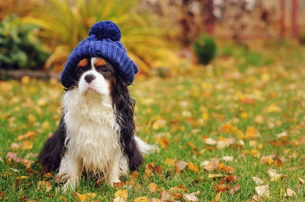 Legrační Miniaturní Knírač Pes Sedí Pletené Čepici Procházku Podzimní Zahradě — Stock fotografie
