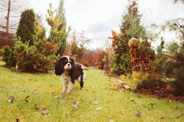 Spaniel Hond Wandelen November Tuin Late Herfst Weergave Met Twijgen — Stockfoto