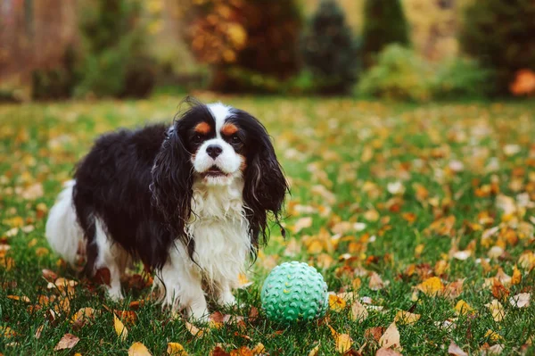 Feliz Cavaleiro Rei Charles Spaniel Cão Brincando Com Bola Brinquedo — Fotografia de Stock