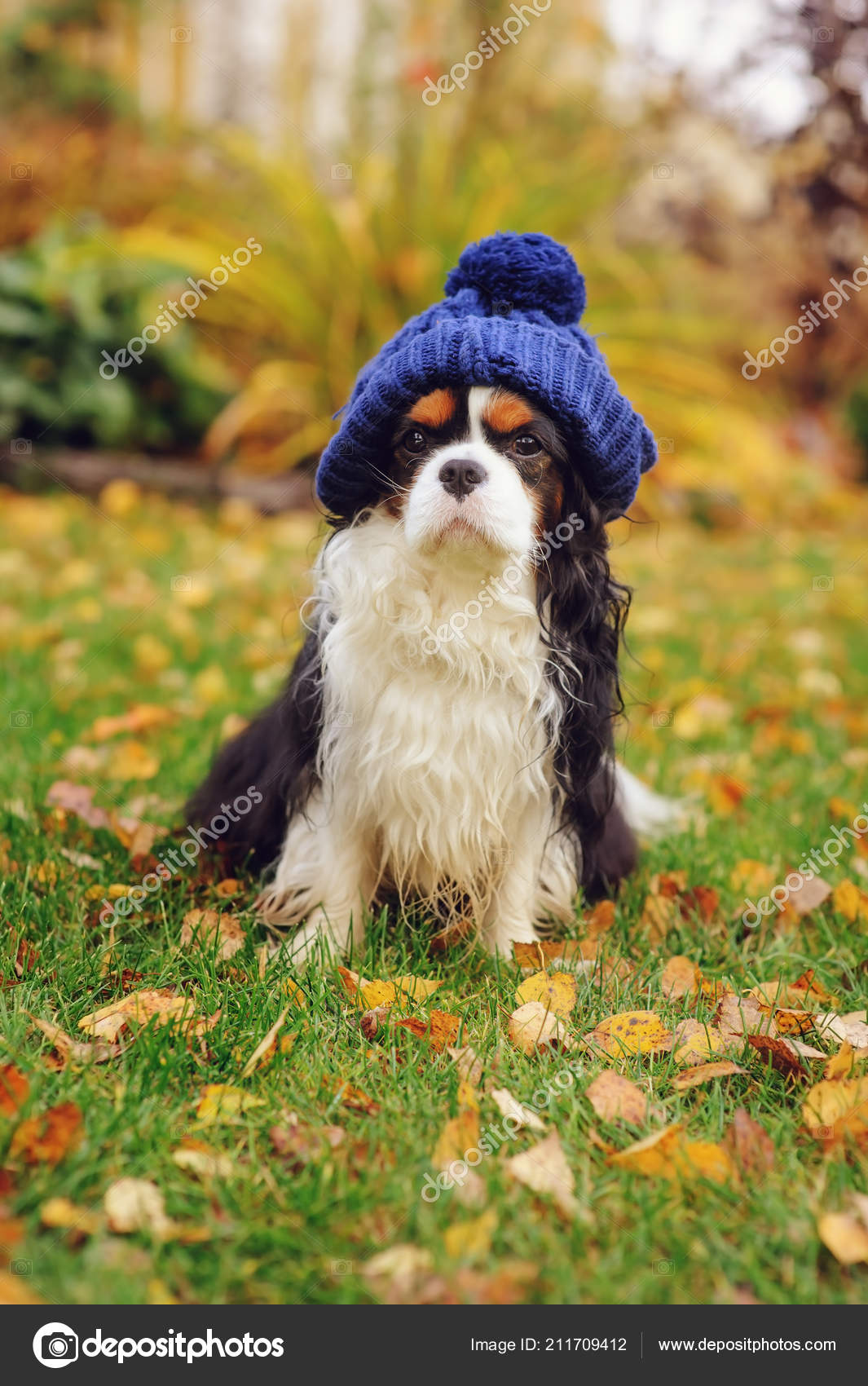 funny king charles cavalier pictures