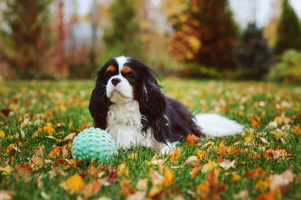 Szczęśliwy Cavalier King Charles Spaniel Pies Gry Zabawka Piłka Jesienny — Zdjęcie stockowe