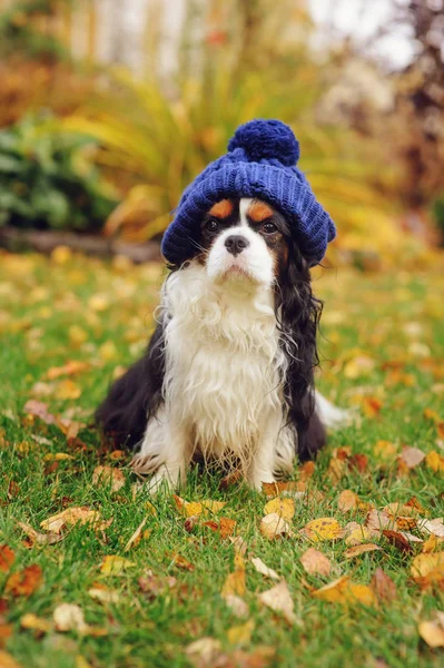 funny cavalier king charles spaniel dog sitting in knitted hat on the walk in autumn garden