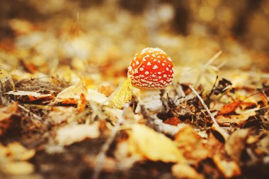 Sonbahar ormanı arka planına sahip tarım mantarı uçur