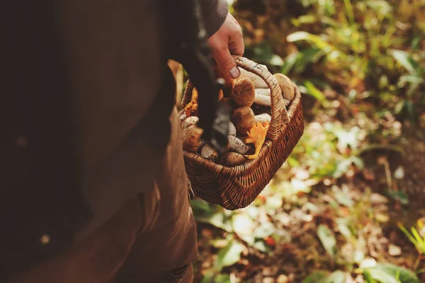 Zbieranie Grzybów Jesiennym Lesie Ręczny Kosz Pełen Grzybów Zastrzyk Stylu — Zdjęcie stockowe