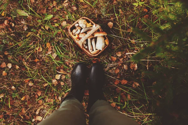 秋天森林里采摘野蘑菇 充满蘑菇的篮子 生活方式射击 — 图库照片