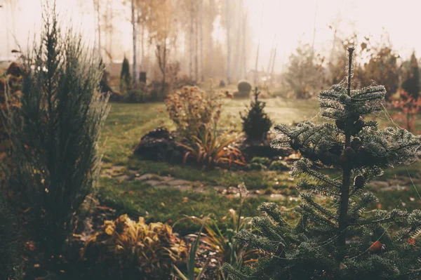 Fog Early Morning Late Autumn Winter Garden Frosty Beautiful Rural — Stock Photo, Image