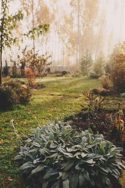 Fog Early Morning Late Autumn Winter Garden Frosty Beautiful Rural — Stock Photo, Image