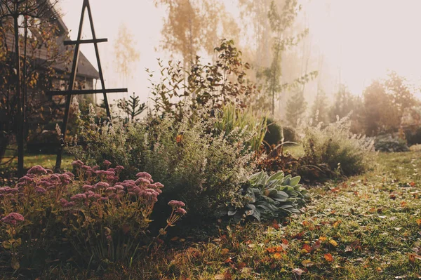 Mlha Časně Ráno Pozdní Podzimní Nebo Zimní Zahradě Mrazivý Krásný — Stock fotografie