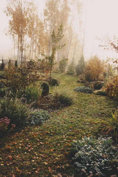 늦가을이나 정원에는 안개가 합니다 얼어붙은 아름다운 식물들 — 스톡 사진