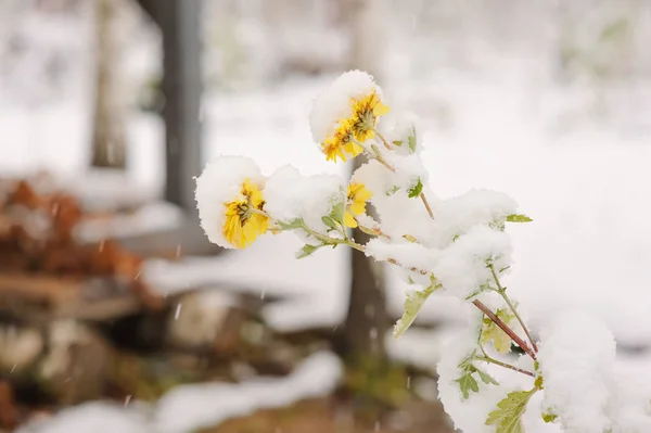 冬の庭に雪で覆われた植物や花 — ストック写真