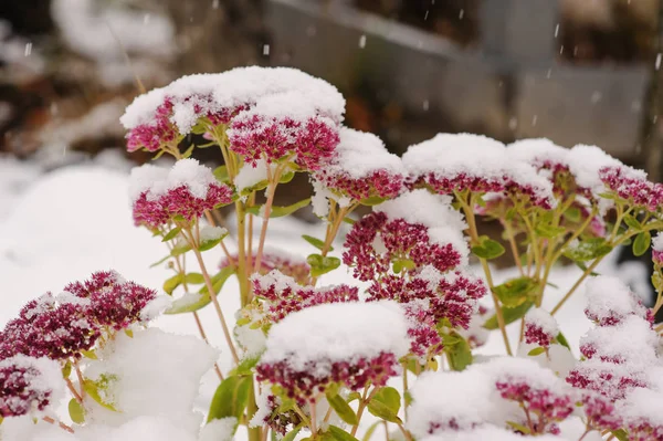 冬の庭に雪で覆われた植物や花 — ストック写真