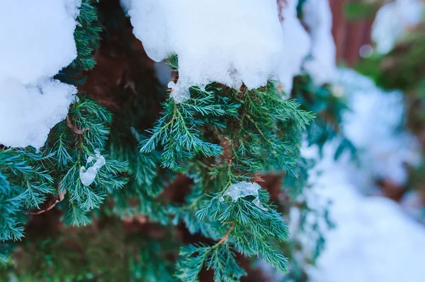 Frozen Conifer Juniperus Covered Snow Winter Garden — Stock Photo, Image