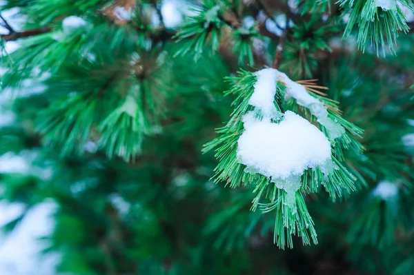 Frozen Conifer Pinus Covered Snow Winter Garden — Stock Photo, Image