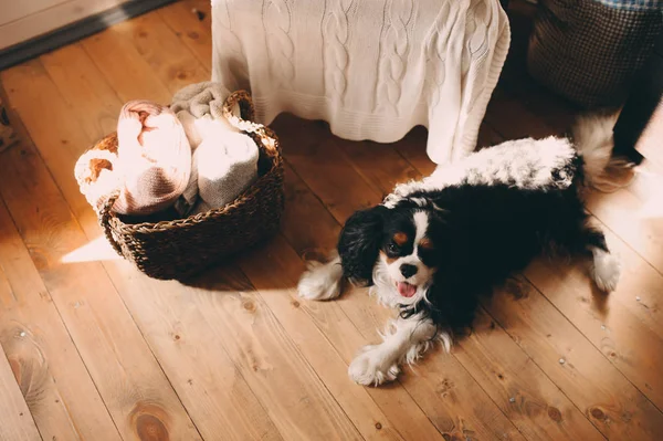 Кавалер Король Чарльз Спанієль Собака Розслабляється Вдома Підлозі — стокове фото